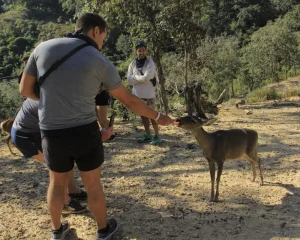 Participants interact with a deer in the forest after traveling along an all terrain route.